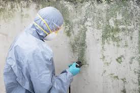 Best Mold Odor Removal Services  in Cottage Grove, MN